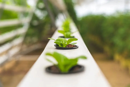 10 Small Hydroponics Setups for Beginners