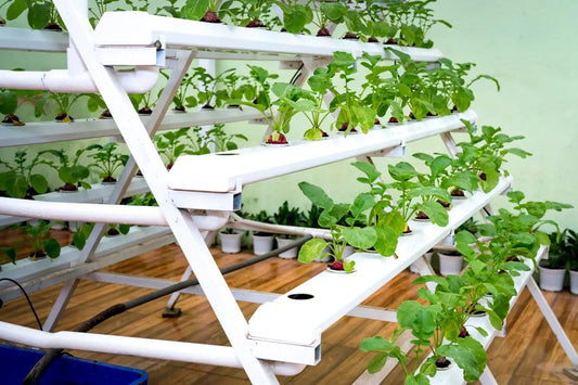 8 Common Mistakes to Avoid in Your Hydroponic Grow Setup